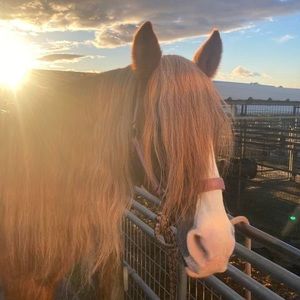 Meet your Posher, Bailey